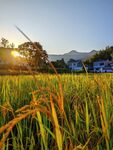 稻田水稻夕阳农村山水