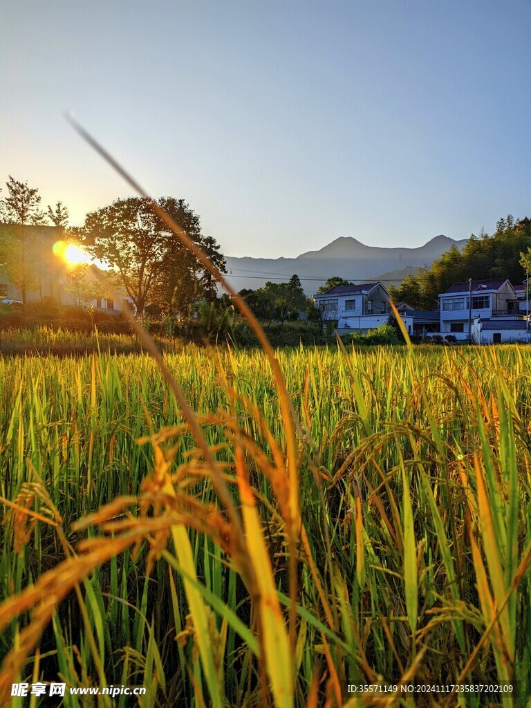 稻田水稻夕阳农村山水