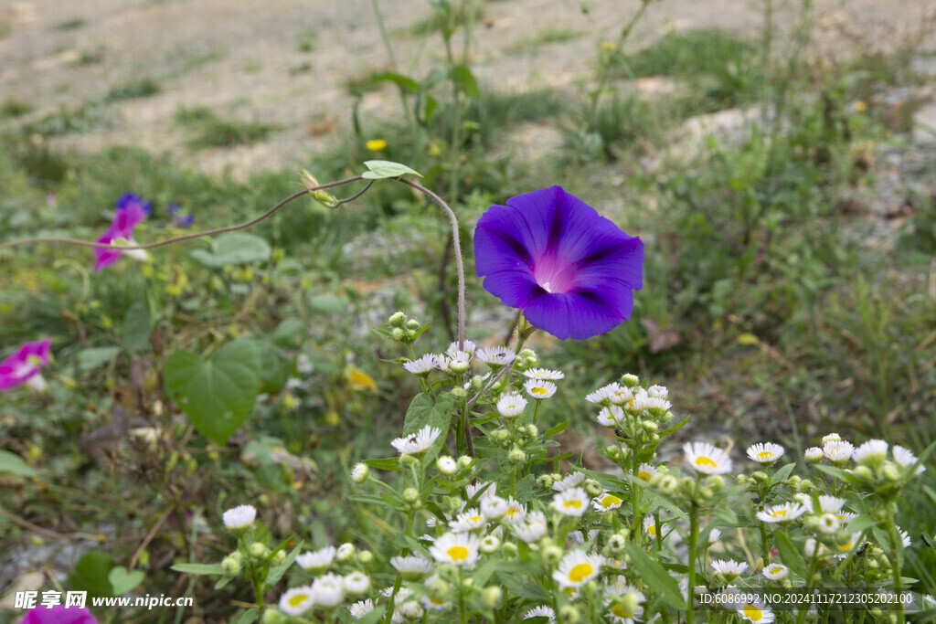 牵牛花