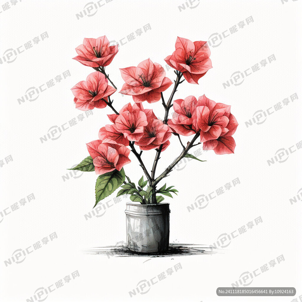 三角梅 插画 简笔画