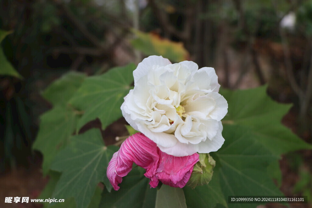 白色木芙蓉花