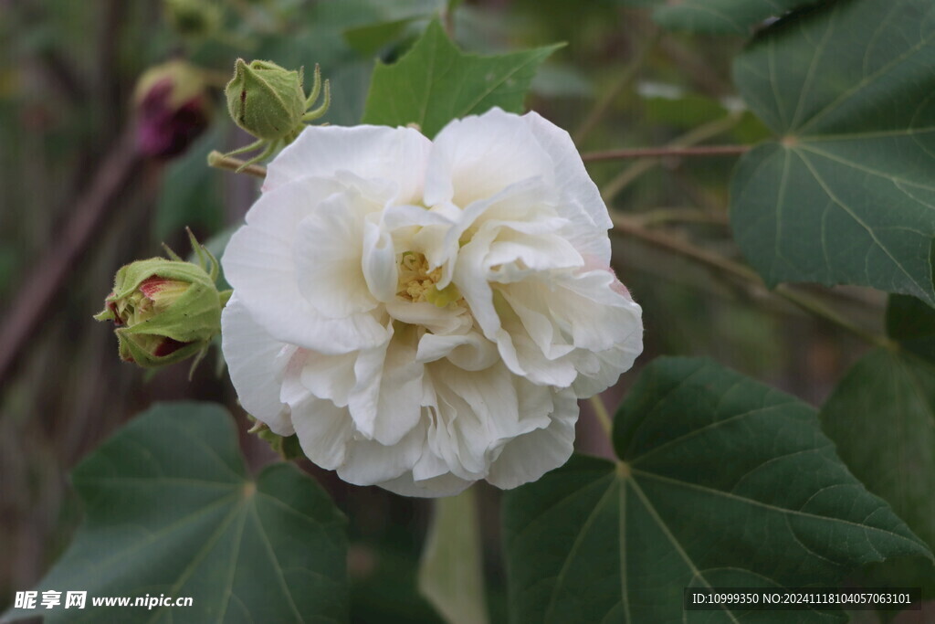 白色木芙蓉花