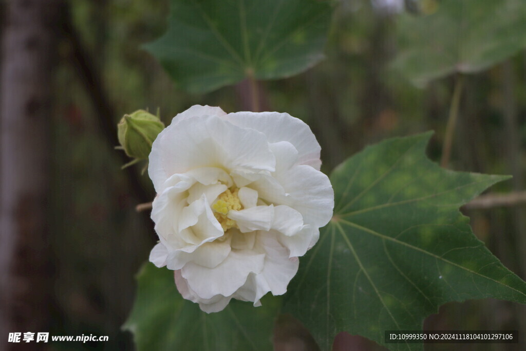 白色木芙蓉花