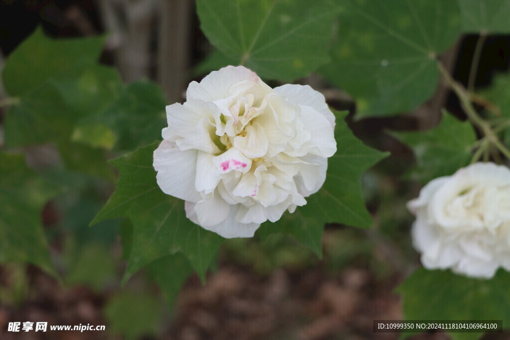 白色木芙蓉花