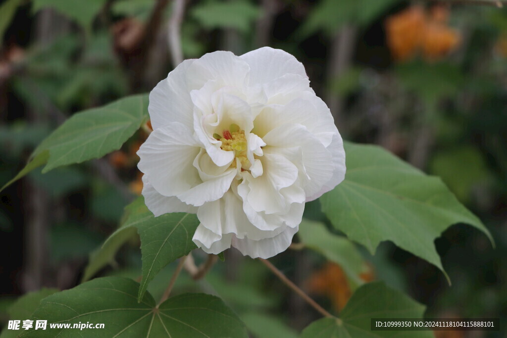 白色木芙蓉花