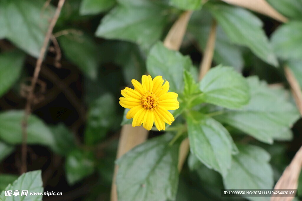 黄色野菊花