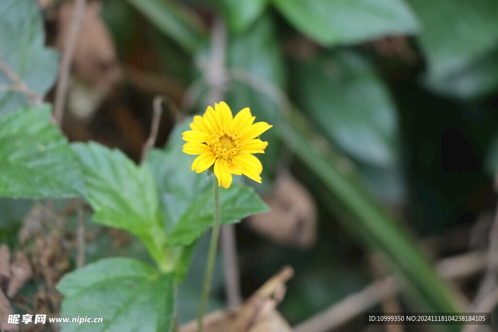 黄色野菊花