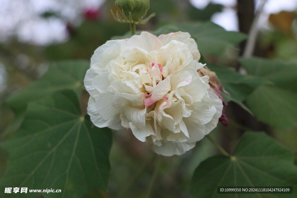 白色木芙蓉花