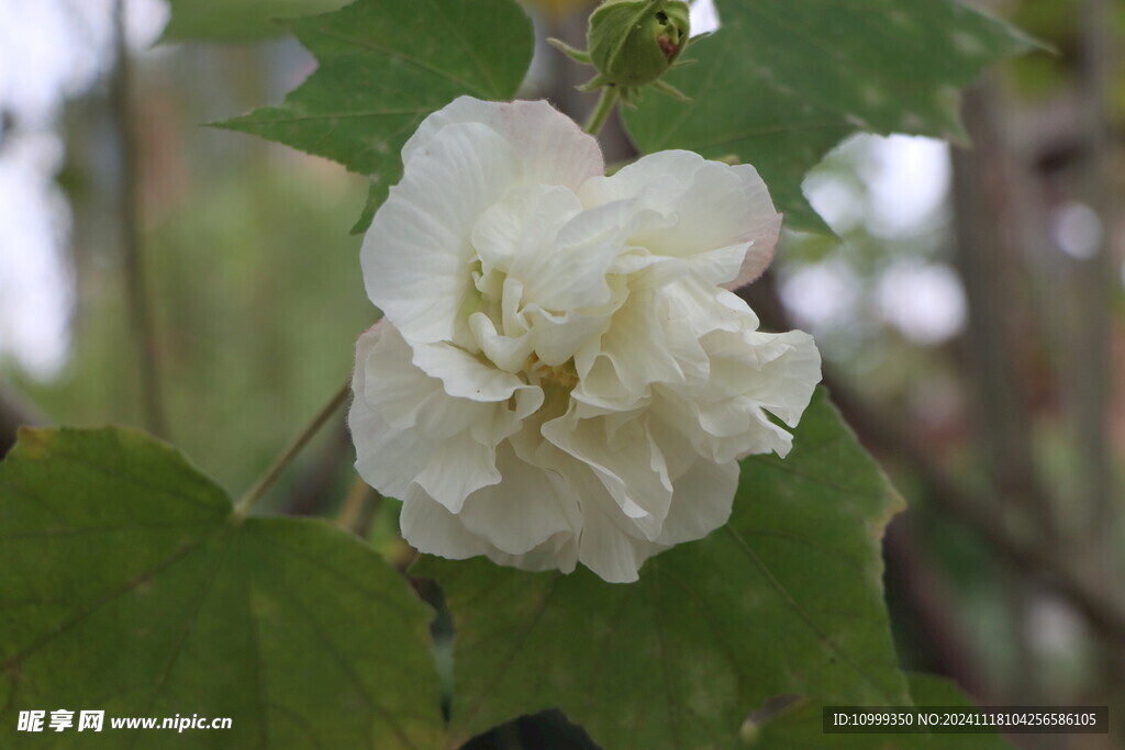 白色木芙蓉花