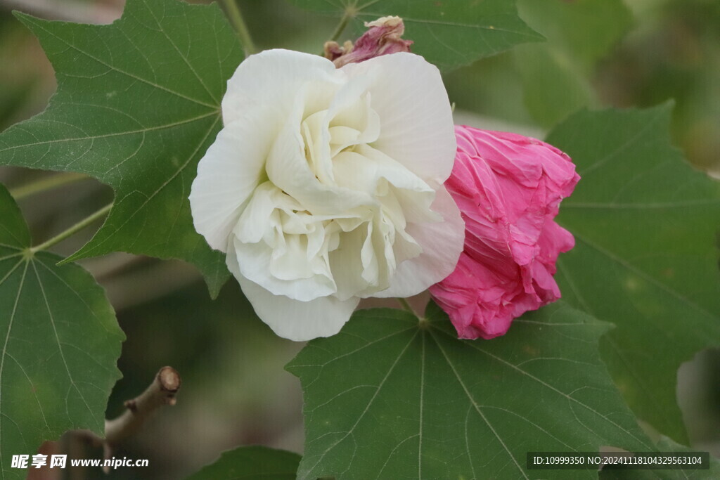 白色木芙蓉花