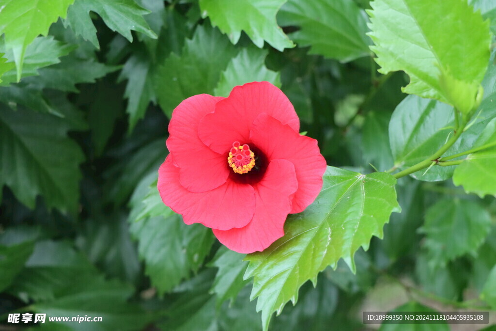 扶桑花