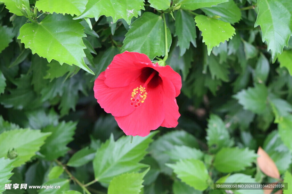 扶桑花