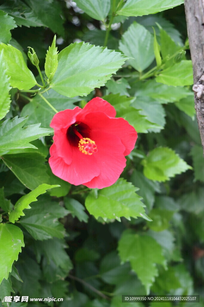 扶桑花