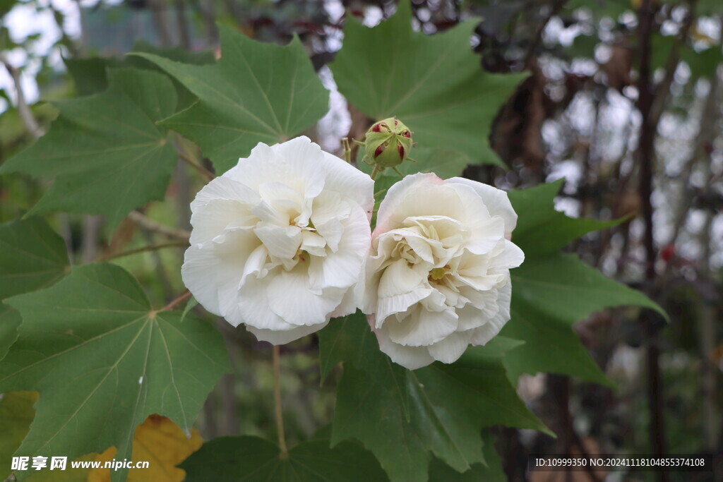 白色木芙蓉花