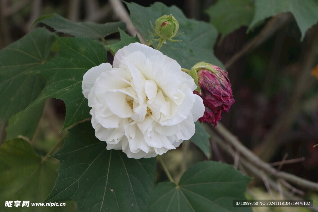 白色木芙蓉花