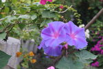 牵牛花