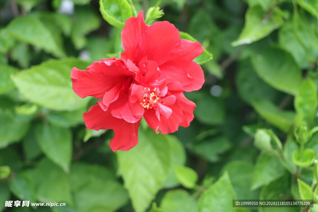 扶桑花