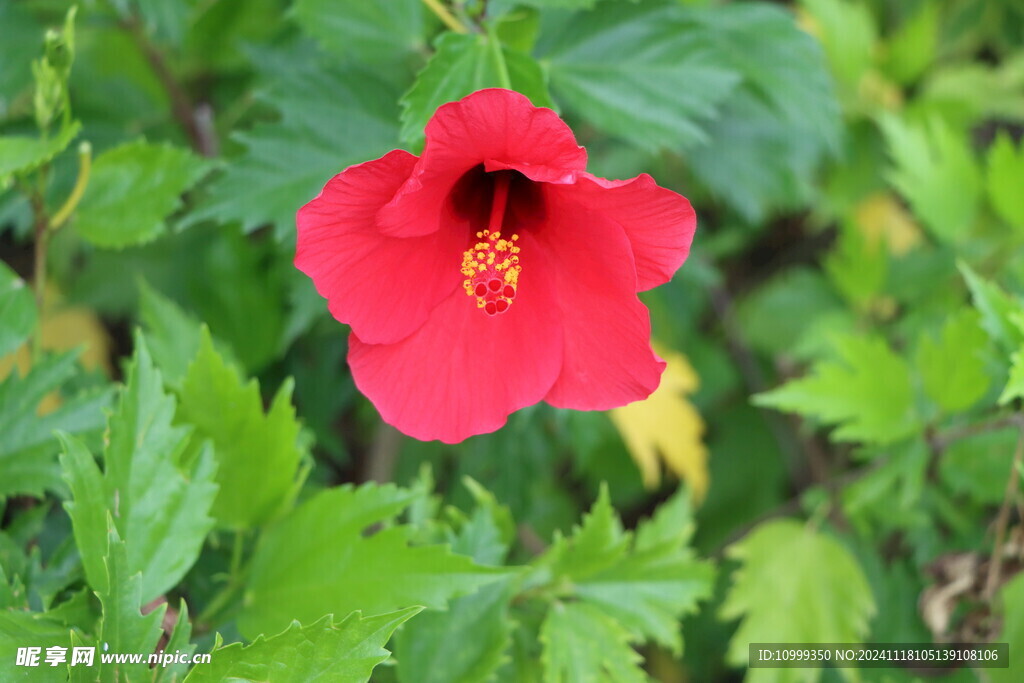 扶桑花