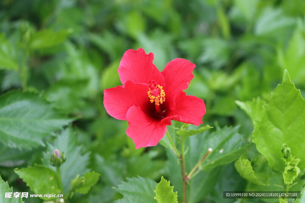 扶桑花