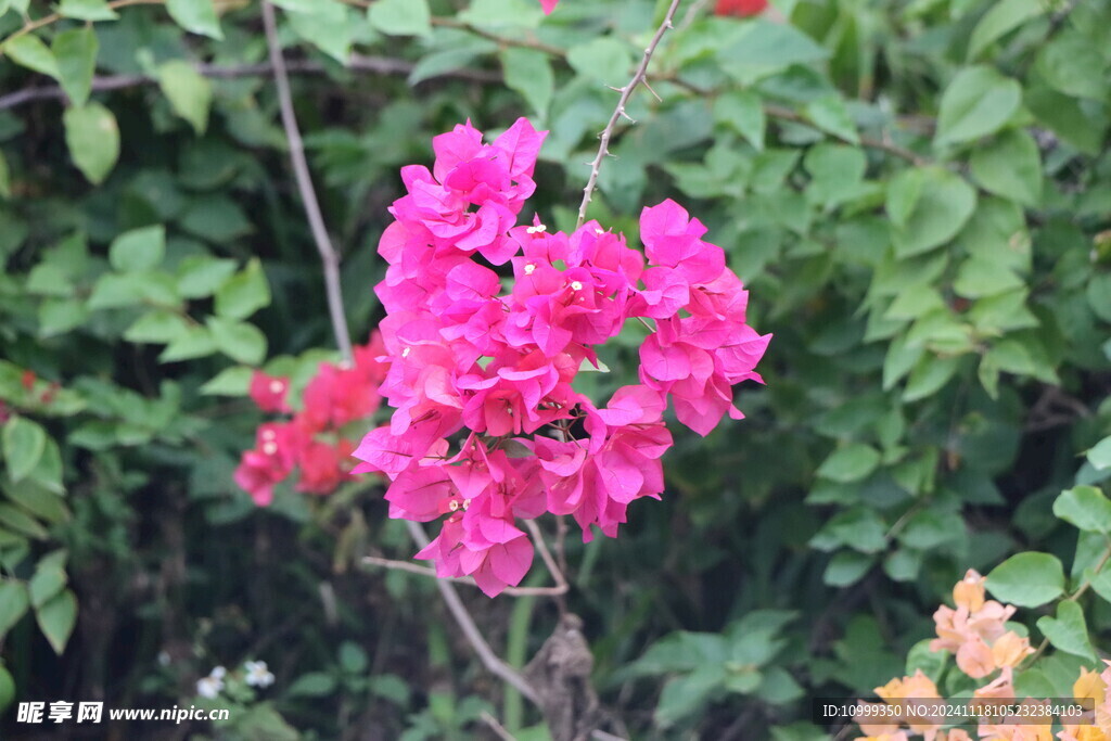 三角梅