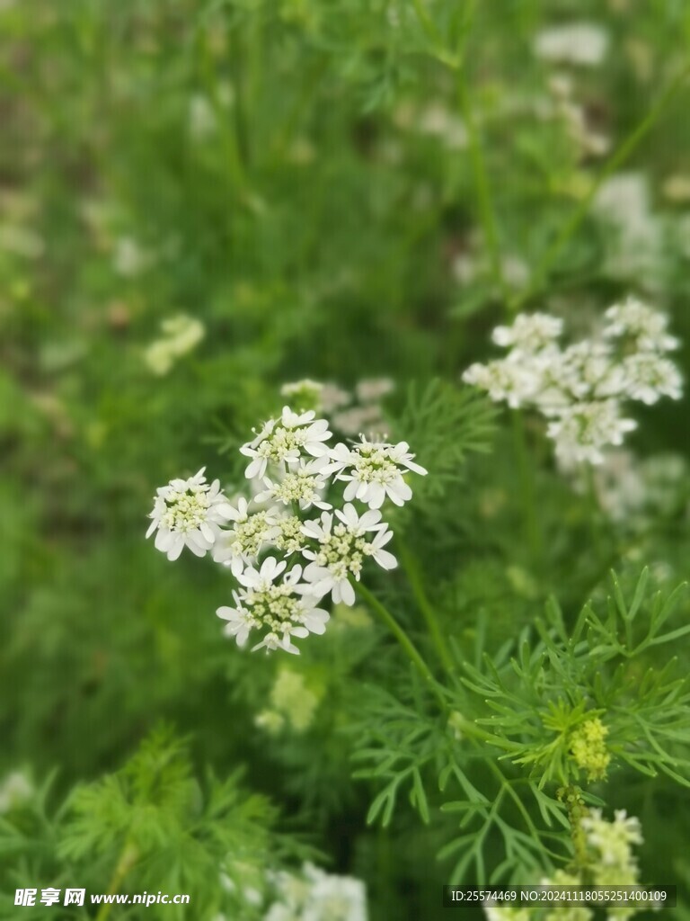 白花芫荽