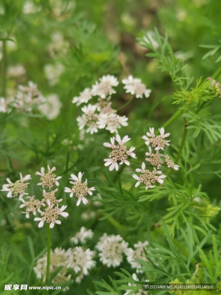 白花芫荽