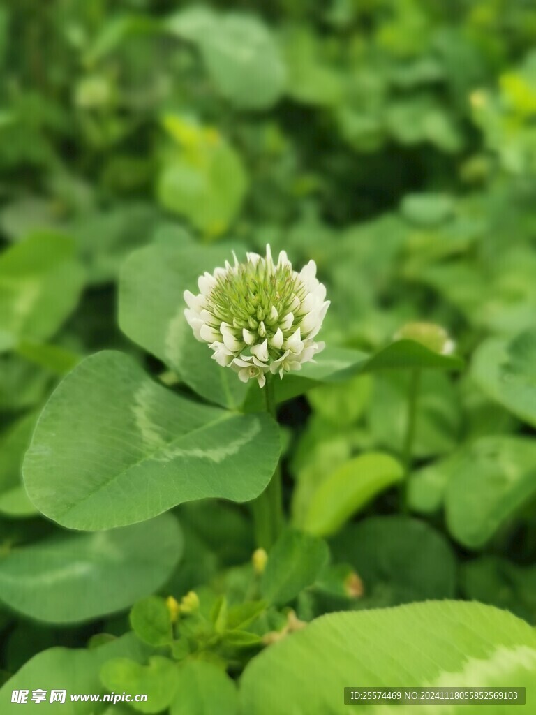 白车轴草
