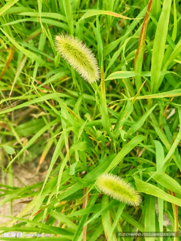 狗尾巴草