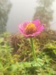 野菊
