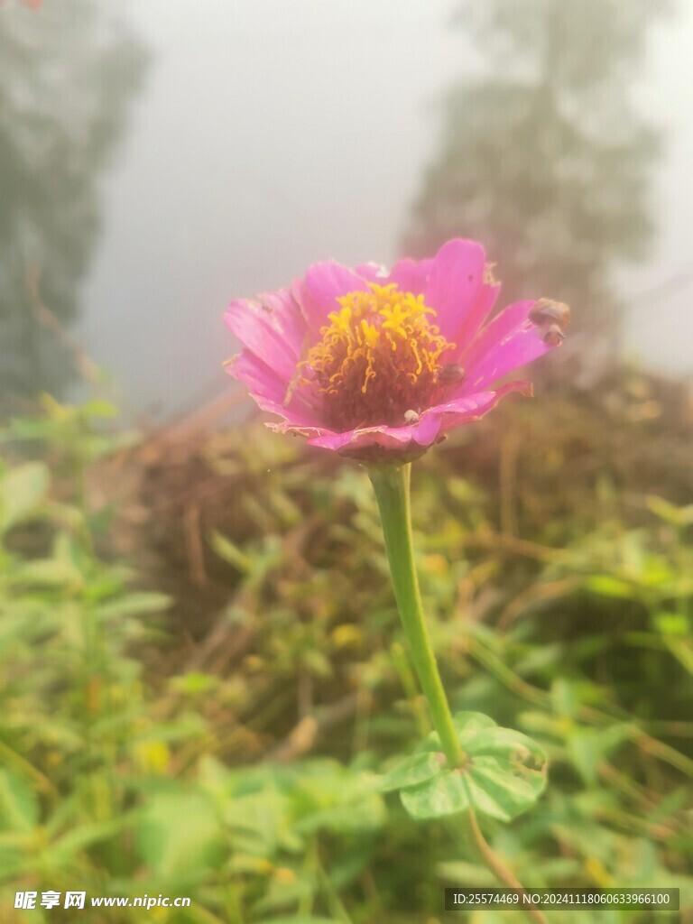 野菊