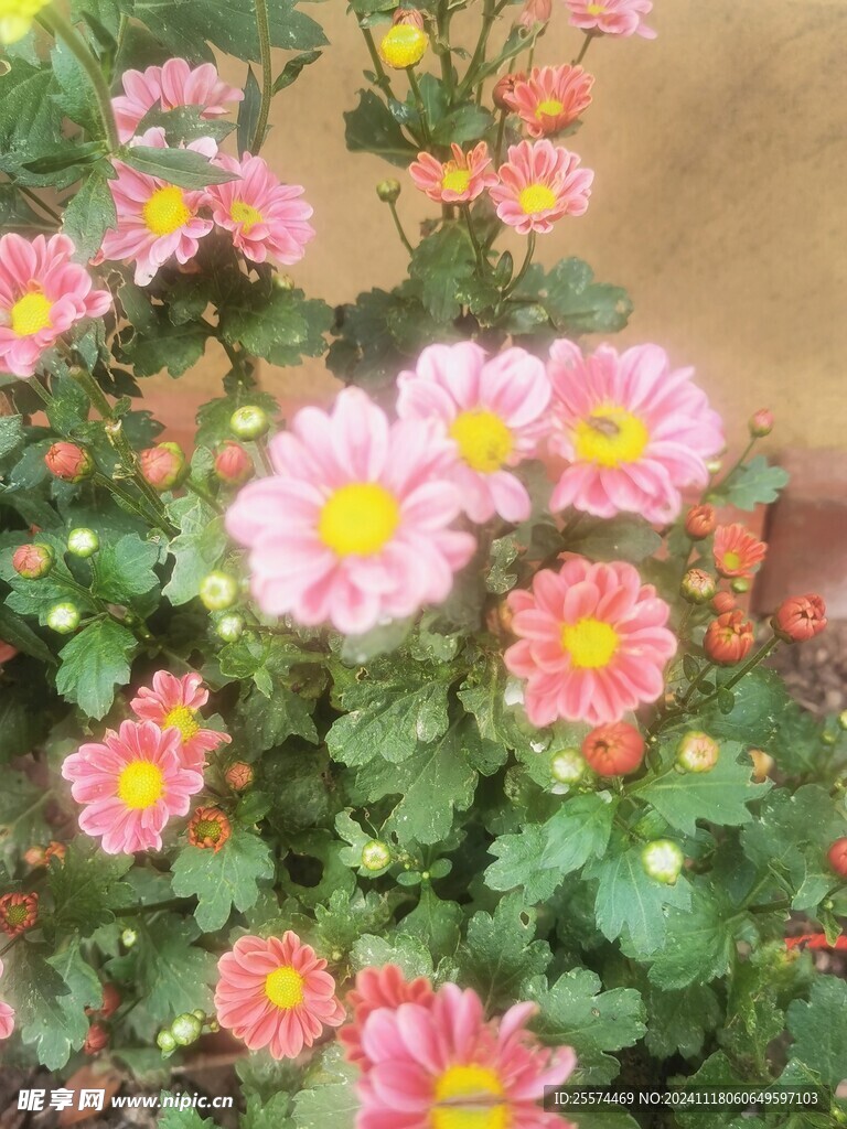 野菊