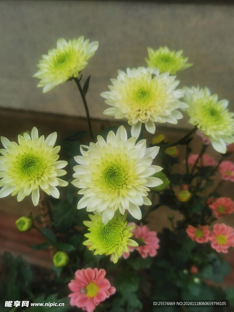 绿菊