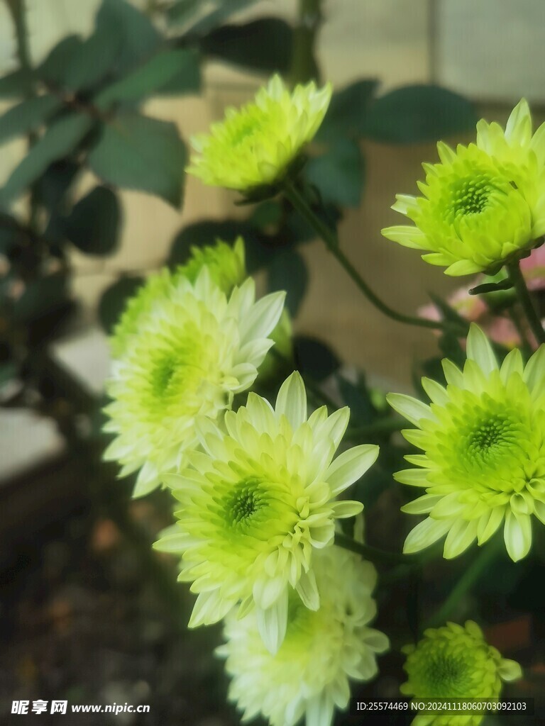 野菊
