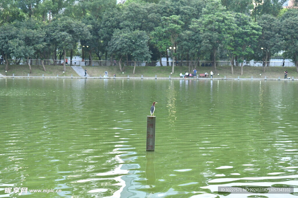 水塘