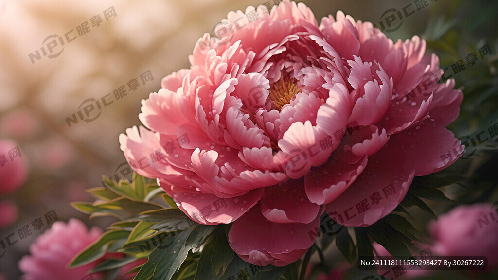 牡丹花
