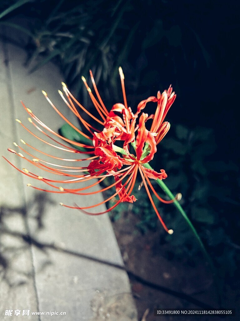 胶片风彼岸花植物摄影