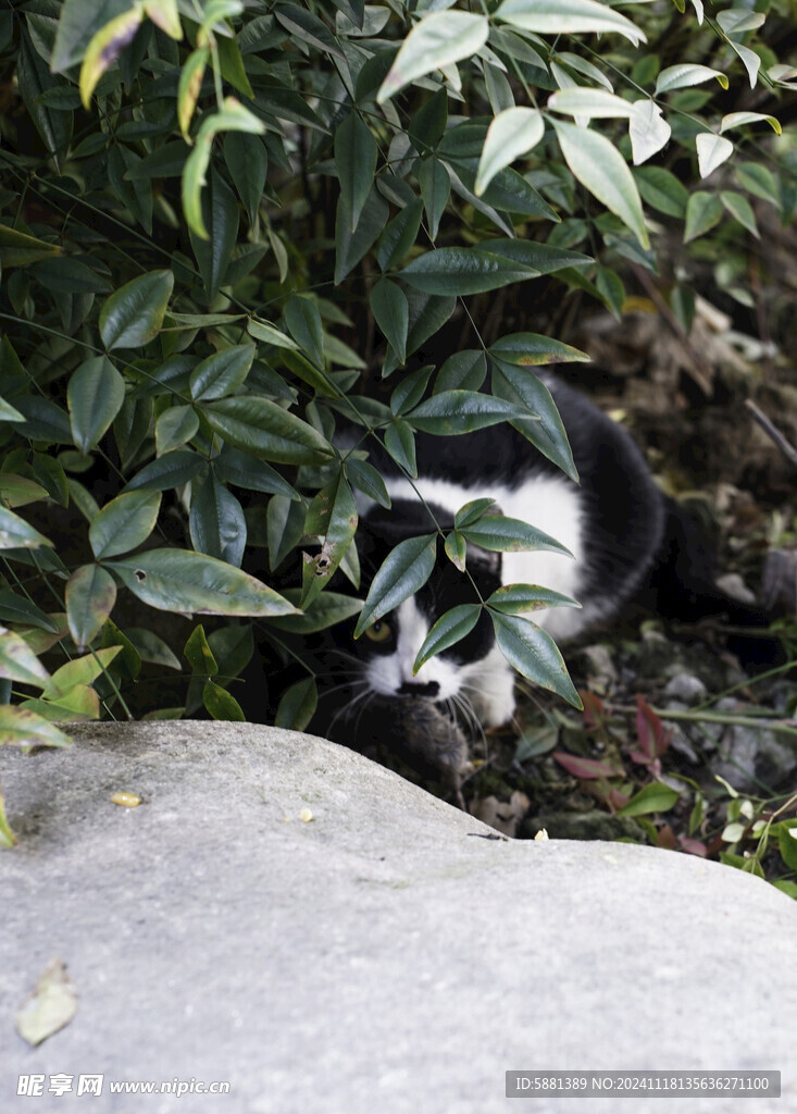 树叶后的猫咪