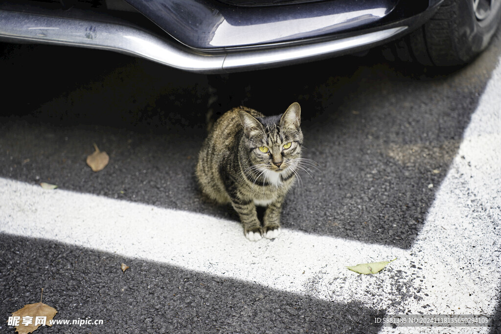 狸花猫