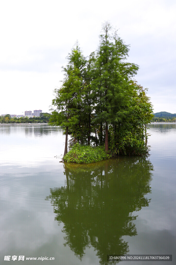 水杉