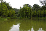 荔湖湿地