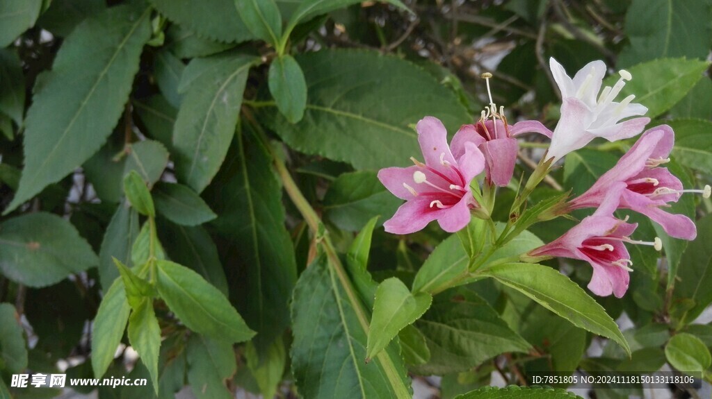 花奔