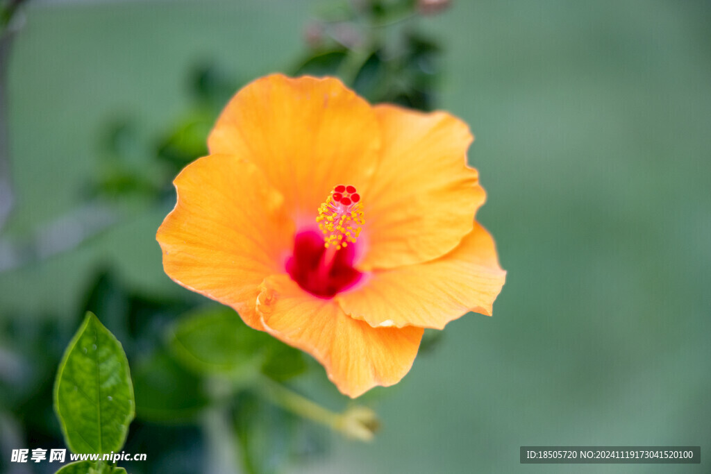 橙色芙蓉花