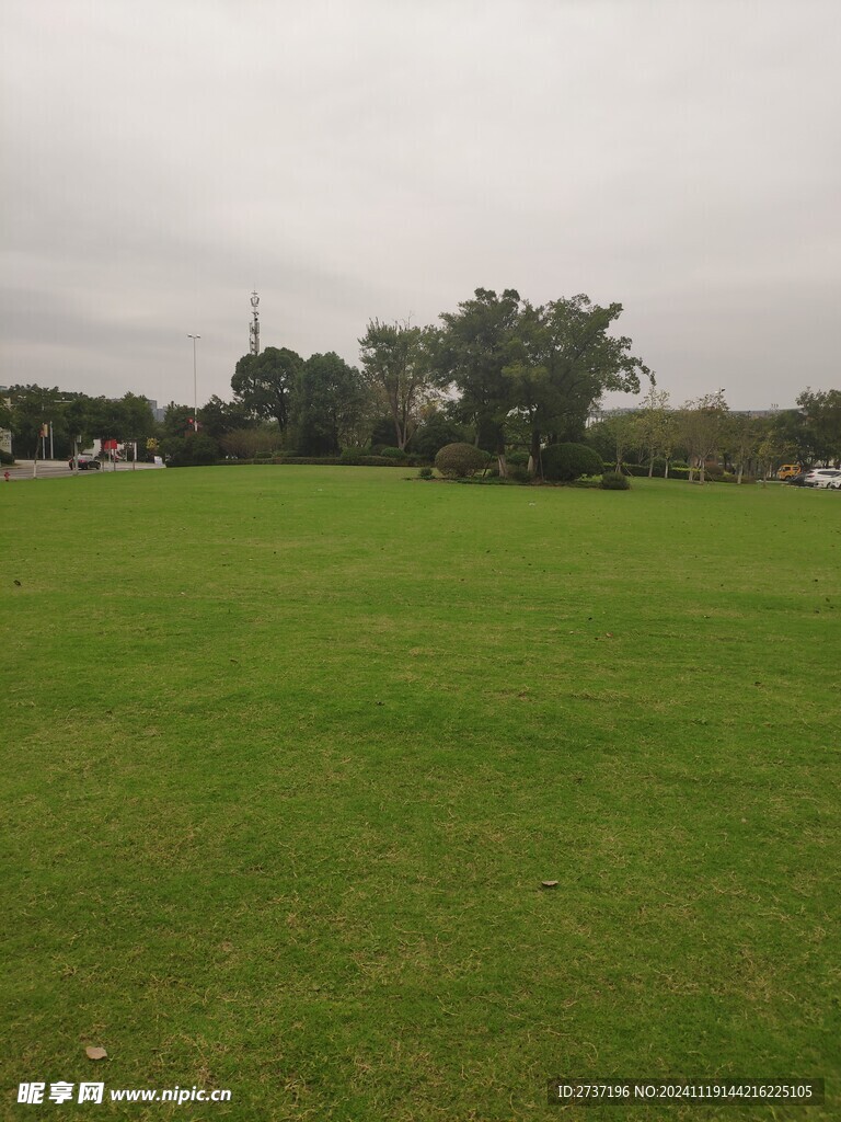 草坪