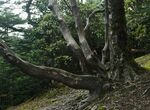 螺髻山古杜鹃树