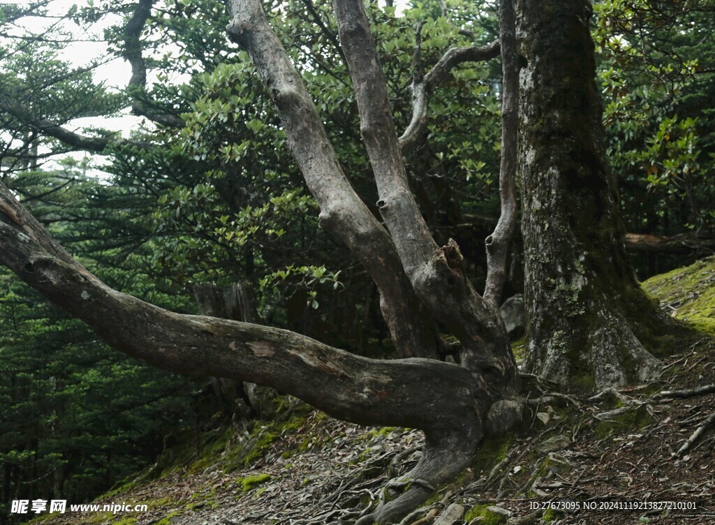 螺髻山古杜鹃树