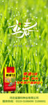 立春