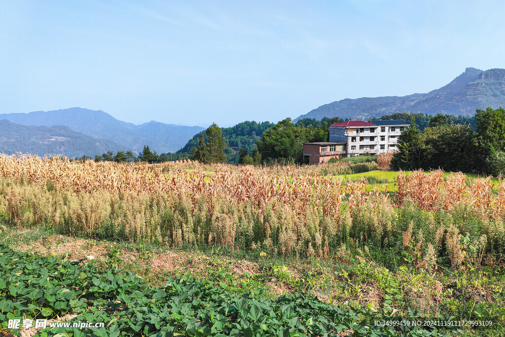 田地