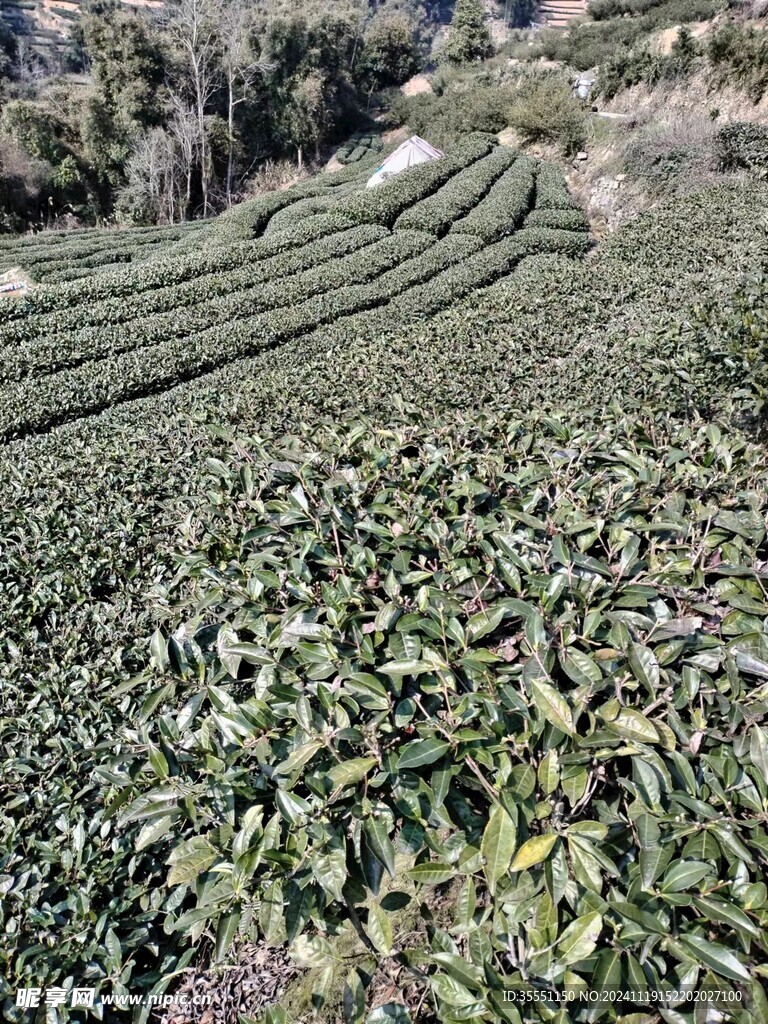 福鼎白茶 茶园风光