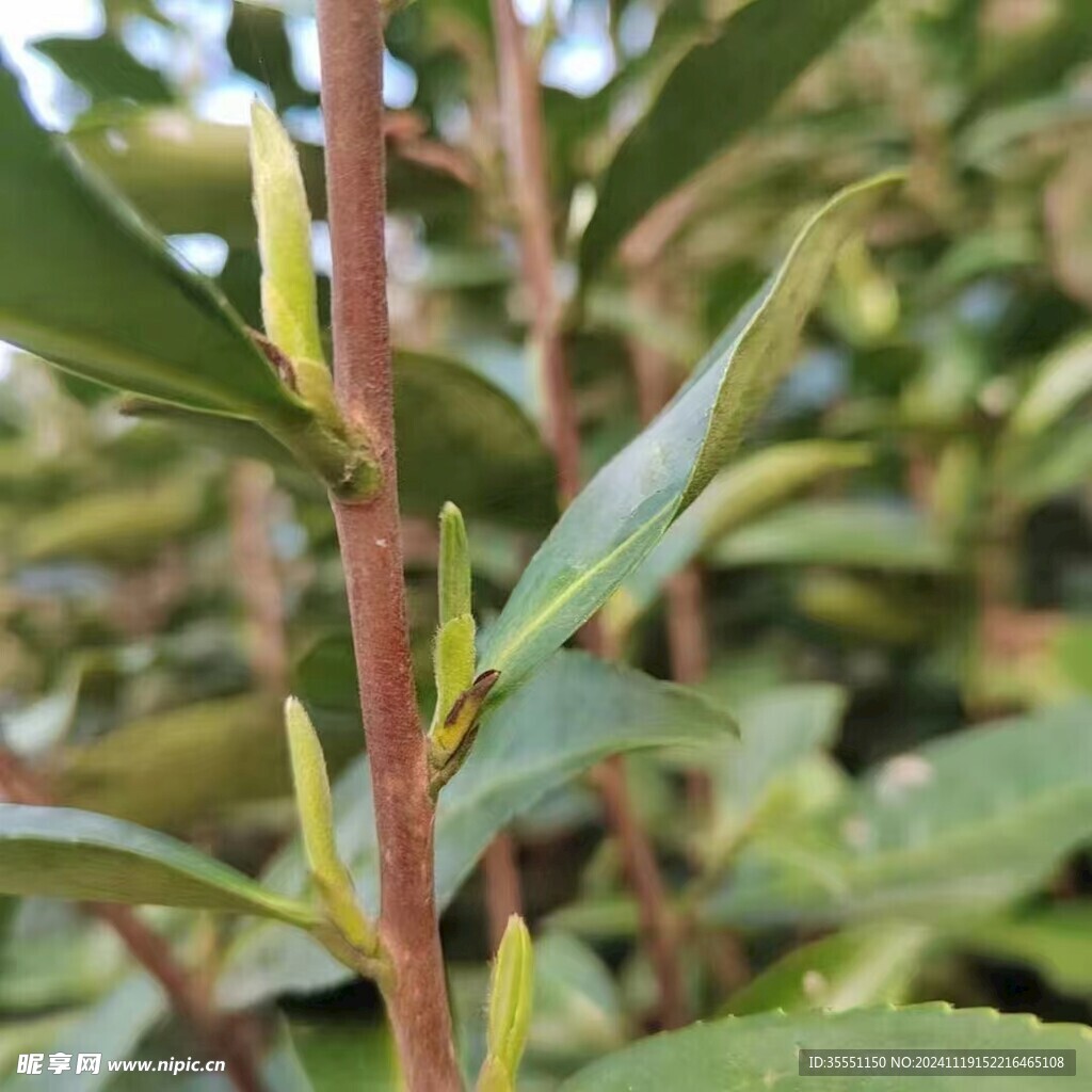 福鼎白茶 茶园风光