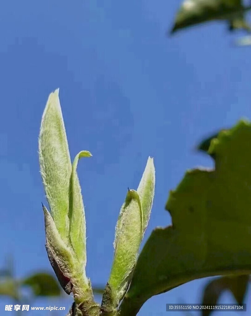 福鼎白茶茶园风光